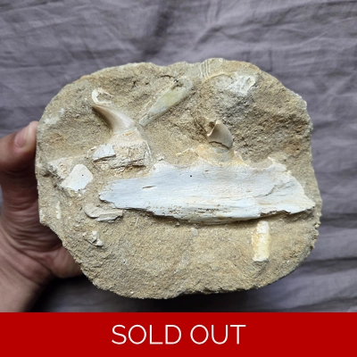 Rare Mosasaur Halisaurus Fossil Tooth Sea Reptile Jaw Part Dinosaur Morocco